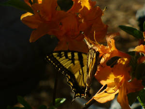 azaleamandarinlightsswallowtail.jpg