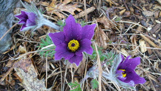 pasquefloweratsunshinegardensmay8.jpg