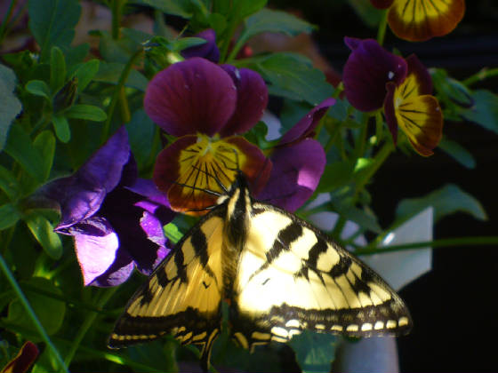 swallowtailonskippyviola.jpg