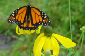 monarchongreyheadedconeflower.jpg
