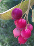 pinkserviceberrywebpg.jpg